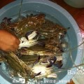 教你如何保存大闸蟹、买回家的大闸蟹应该怎样处理？