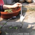 恶心的死老鼠变身烤“乳鸽”全过程