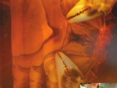 醉蟹的腌制方法