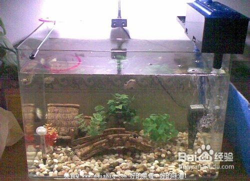 教你如何保存大闸蟹、买回家的大闸蟹应该怎样处理？