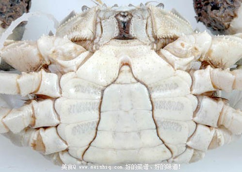 怎样识别正宗“阳澄湖牌”大闸蟹