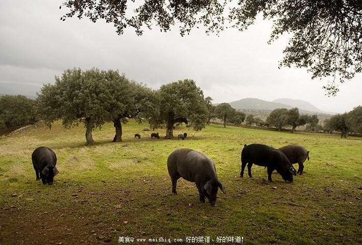 西班牙火腿制作全程腌制前生猪散养吃橡子