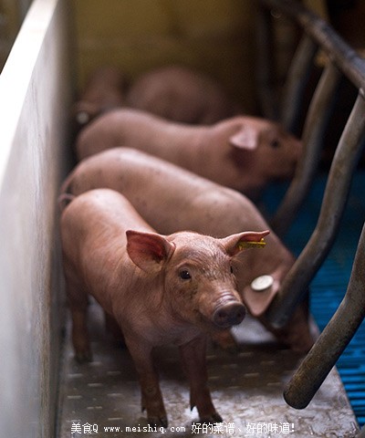 西班牙火腿制作全程腌制前生猪散养吃橡子