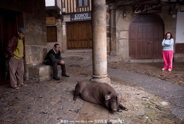 西班牙火腿制作全程腌制前生猪散养吃橡子