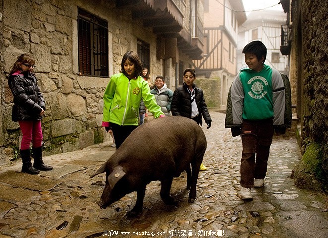 西班牙火腿制作全程腌制前生猪散养吃橡子