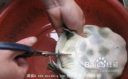 甲鱼怎么杀？简单的杀王八(团鱼or鳖)的方法！