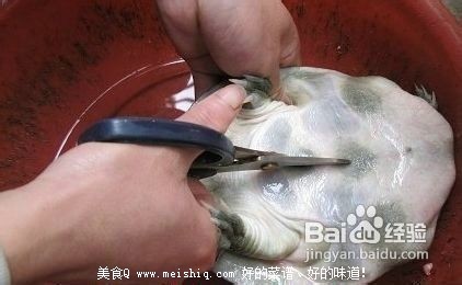 甲鱼怎么杀？简单的杀王八(团鱼or鳖)的方法！