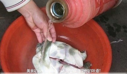 甲鱼怎么杀？简单的杀王八(团鱼or鳖)的方法！