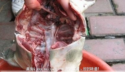 甲鱼怎么杀？简单的杀王八(团鱼or鳖)的方法！