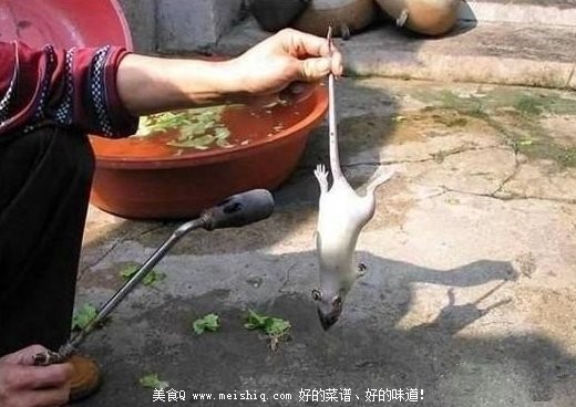 恶心的死老鼠变身烤“乳鸽”全过程