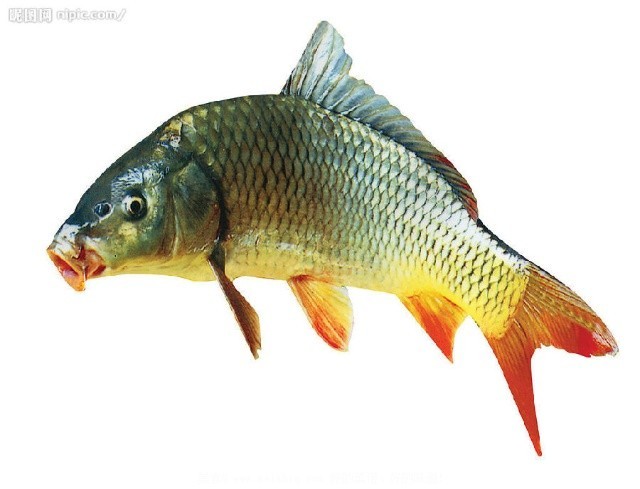 烹鱼的三招最佳方法