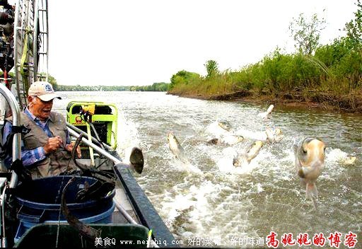 中国鲤鱼美国称霸惹恼白宫斥资歼灭