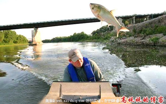 中国鲤鱼美国称霸惹恼白宫斥资歼灭