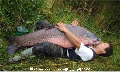 中国鲤鱼美国称霸惹恼白宫斥资歼灭