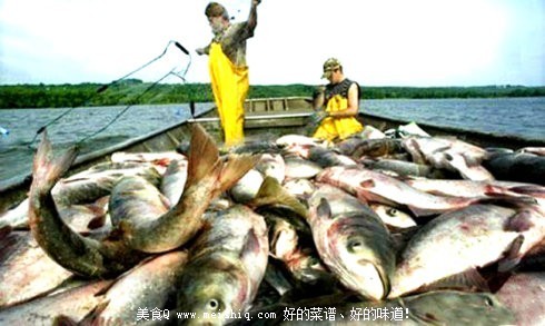 中国鲤鱼美国称霸惹恼白宫斥资歼灭