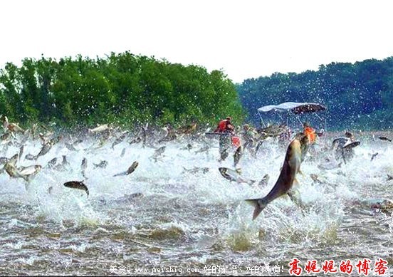 中国鲤鱼美国称霸惹恼白宫斥资歼灭