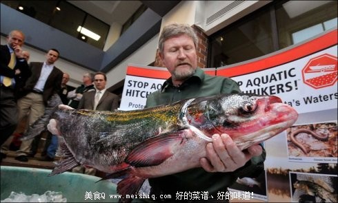 让美国伤透脑筋的中国黑鱼