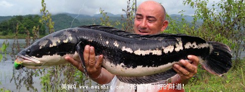 让美国伤透脑筋的中国黑鱼