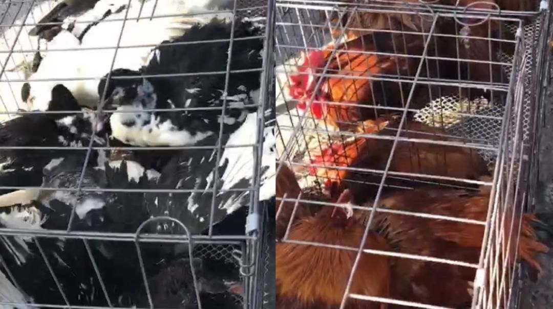 东北的年味有多浓，赶一次大集就懂了。