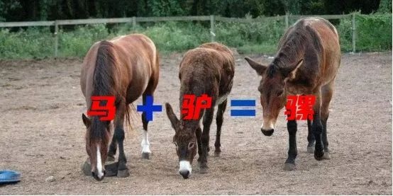 新疆美食之【马肉纳仁】