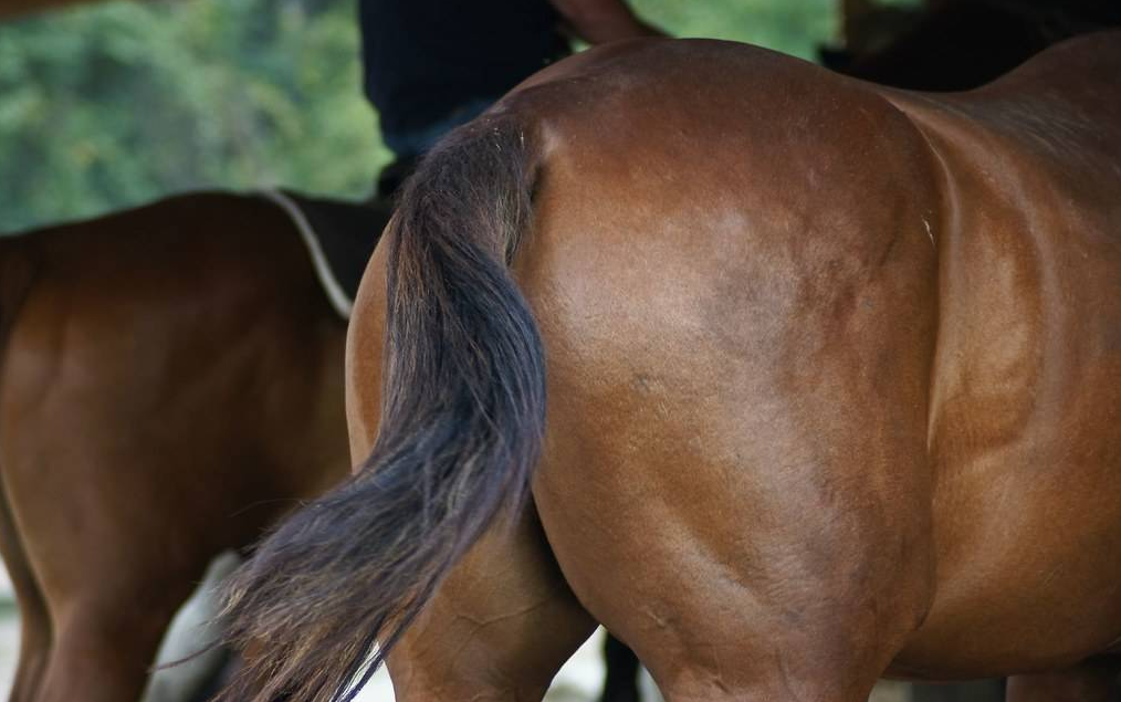 新疆美食之【马肉纳仁】