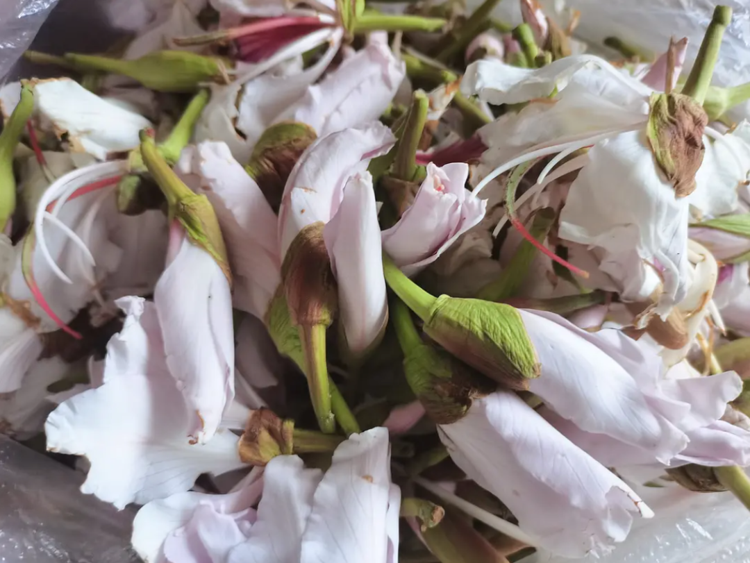 南方菜市场的服务到底有多周到，北方人见了直呼震撼！